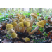 Мицелий Опенка осеннего / Опенок настоящий (Armillaria mellea) Мицелий Опенка осеннего / Опенок настоящий (Armillaria mellea)